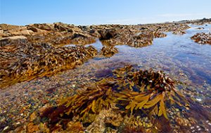 La responsabilité environnementale