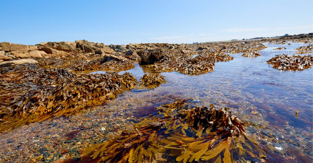 Seaweeds and their role in the slimming sphere