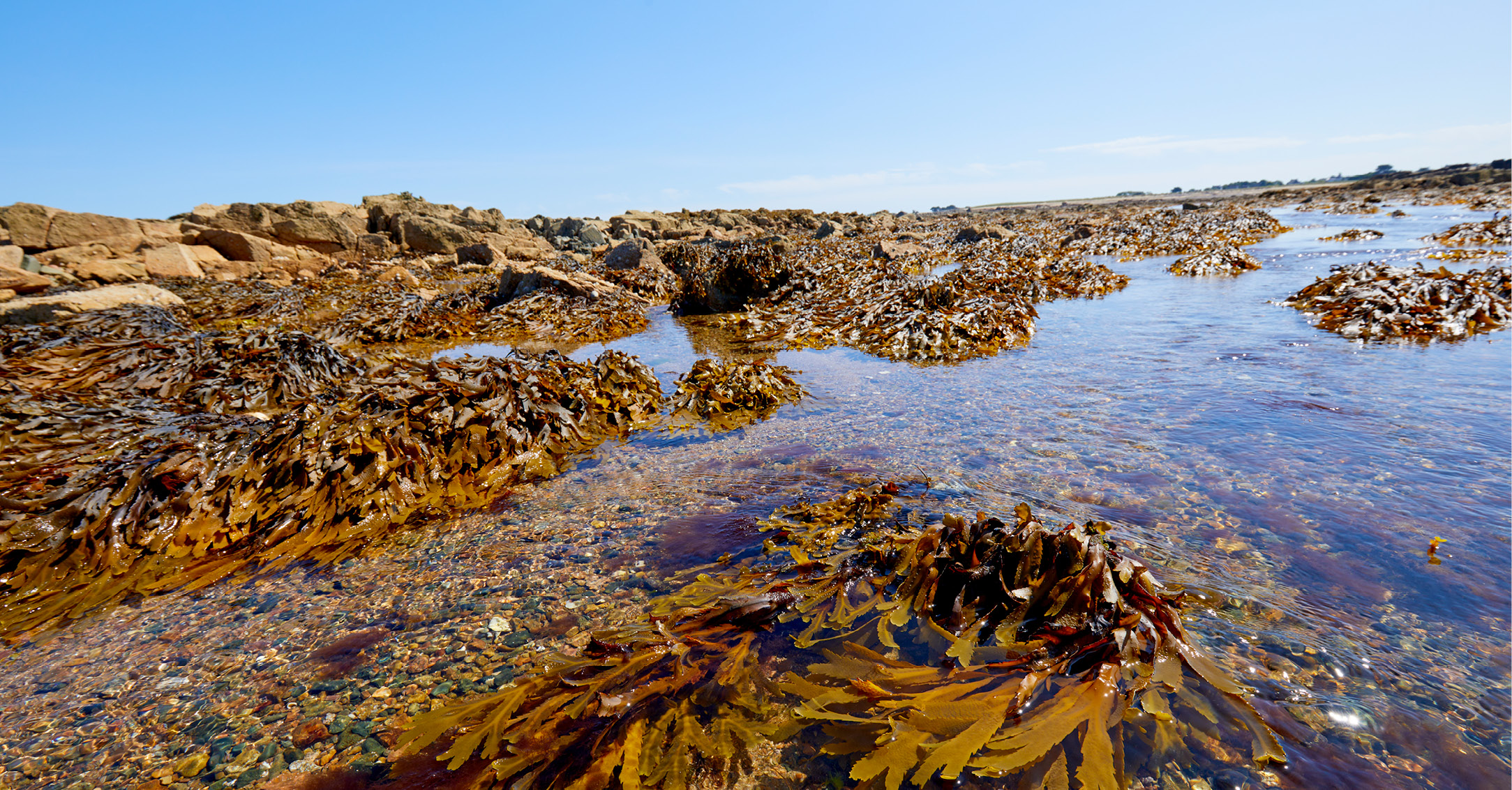 Seaweeds and their role in the slimming sphere