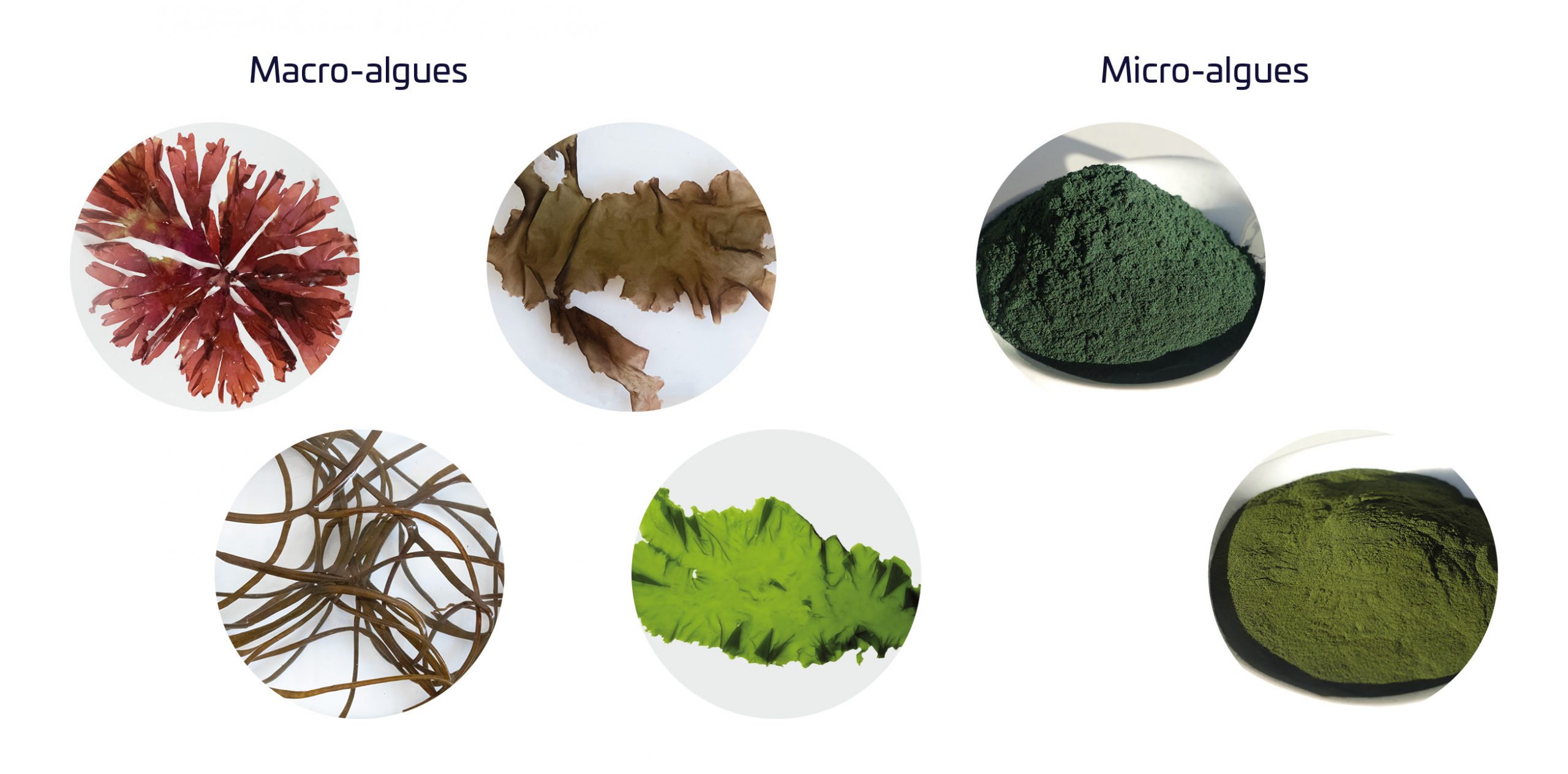 Combinaison d'images de macro-algues et micro-algues